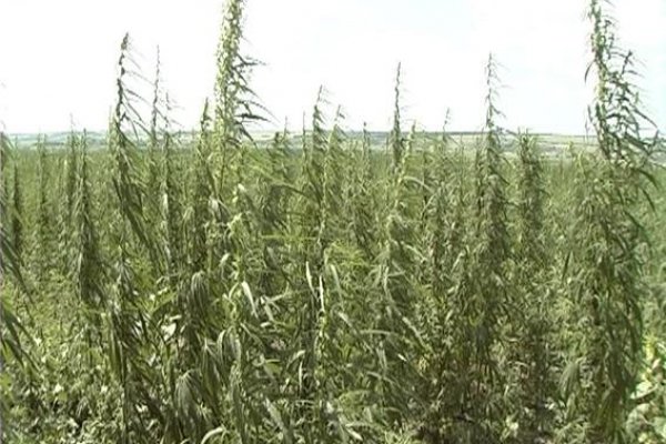 Адрес кракена