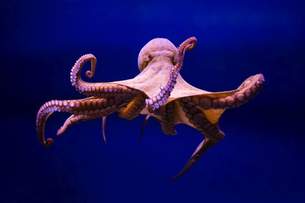 Kraken официальные зеркала