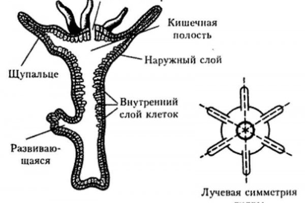 Кракен черный сайт