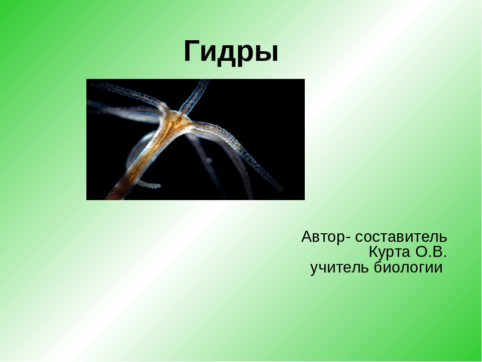 Кракен тгк